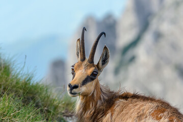 Beautiful portrait of a chamois or Rupicapra rupicapra, a majestic species of wild goat from the...