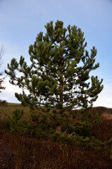 It bears dark green, slightly shiny, stiff and very long needles of a richly branched, symmetrical...
