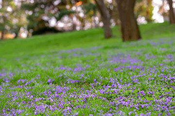 Nature spring background with Viola odorata blooming (Sweet Violet, English Violet, Common Violet, or Garden Violet), with blurred grass and trees. Spring concept