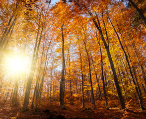 Autumn beech forest with sun rays among yellow leaves. Golden bright mystical mysterious landscape with fabulous trees. A journey through the forest. Beauty of nature. Natural background for design