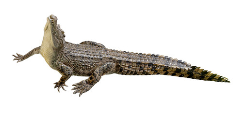 Fototapeta premium Siamese crocodile or Crocodylus siamensis)