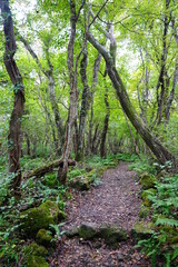 Fototapeta premium thick forest with old trees