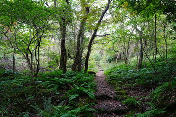 Obraz premium fine path in old wild forest