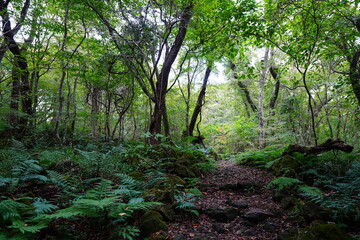 Obraz premium path to deep forest