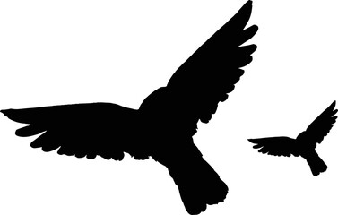 Silhouette of a Flock of Flying Birds