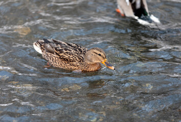 Duck in the water