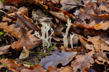 Close up of a wrinkled coral fungus, also called Clavulina rugosa or runzeliger Keulenpilz