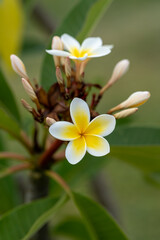 Closeup of white and yellow frangipani flowers and buds on a tree