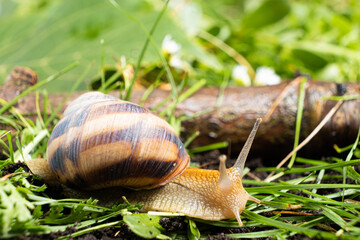 Helix pomatia snail leisurely crawls on the grass.
