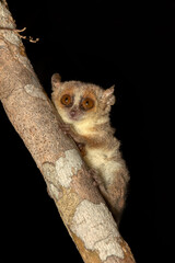 Cute small nocturnal Madame Berthe's mouse lemur (Microcebus berthae). Endangered species of nocturnal lemur hanged on tree trunk in natural habitat. Kirindy Forest. Madagascar wildlife animal. © ArtushFoto