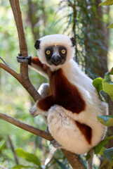 Fototapeta premium Beautiful Coquerel's sifaka lemur, (Propithecus coquereli). Endangered endemic animal sitting on tree trunk in natural habitat. Reserve Peyrieras Madagascar Exotic, Madagascar wildlife animal.