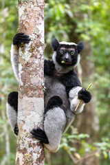 Largest living lemur Indri, (Indri Indri), called the babakoto, Endangered endemic animal on tree...