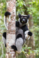 Largest living lemur Indri, (Indri Indri), called the babakoto, Endangered endemic animal on tree and feeding . Andasibe-Mantadia National Park - Analamazaotra, Madagascar wildlife animal.