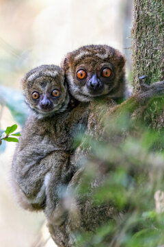Avahi, Peyrieras' Woolly Lemur (Avahi peyrierasi), Endangered endemic animal on tree, mother with baby on back. Ranomafana National Park. Madagascar wildlife animal.