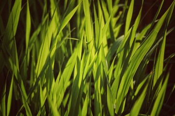 green grass