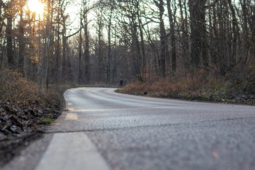 Fototapeta premium road in the woods