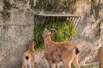 goat eat fresh grass hay from tray livestock animal husbandry concept
