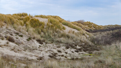 Sand dune with grasses in oostkapelle, walcheren, netherlands, in winter