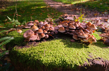 Close-Up growing Mushrooms Growing On Log wild in a forest