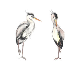 Birds Herons, watercolor isolated illustration cute birds living swamp or lake, hand painting wild animals for your design. 