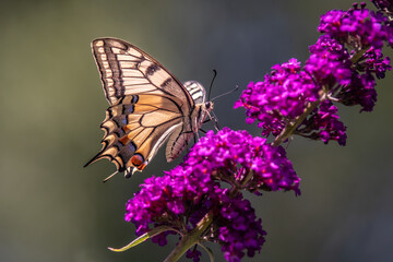 Obraz premium butterfly on flower