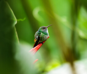 Rufous-Tailed Hummingbird (Amazilia Tzacatl) in Costa Rica