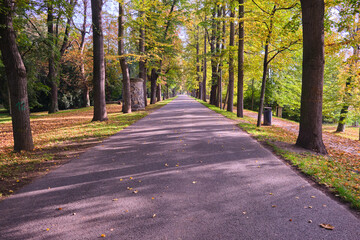 asphalted Empty walking Pathway alley covered Foliage trees autumn outdoor park