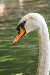 Obraz premium Portrait of a graceful white swan with long neck on dark water background.