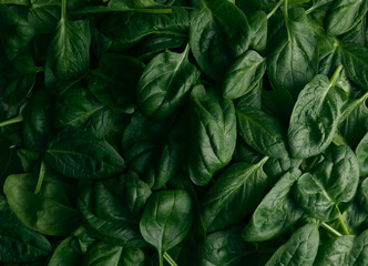 Fototapeta na wymiar Green spinach leaves closeup background wallpaper