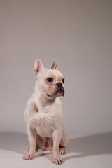 Full portrait of young French Bulldog. The dog looking to its owner.