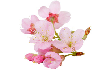 Pink cherry blossom sakura flower isolated white background.