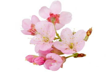 Pink cherry blossom sakura flower isolated white background.