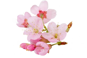 Foto op Canvas Pink cherry blossom sakura flower isolated white background. © piyaset