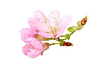 Fototapeta na wymiar Pink sakura flower cherry blossom isolated white background.