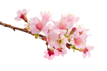 Fotobehang Bud of cherry blossom, sakura flower isolated white background © piyaset