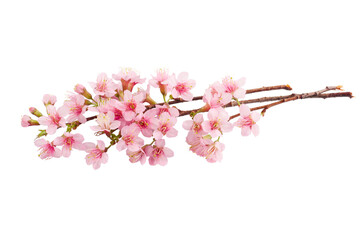 Cherry blossom pink sakura flower isolated white background.