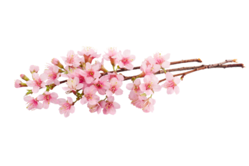 Cherry blossom pink sakura flower isolated white background.