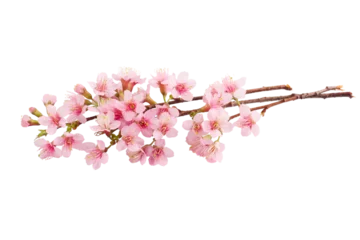 Gordijnen Cherry blossom pink sakura flower isolated white background. © piyaset