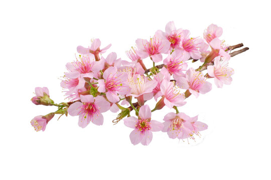 Beautiful branch of sakura flower, cherry blossom isolated white background.