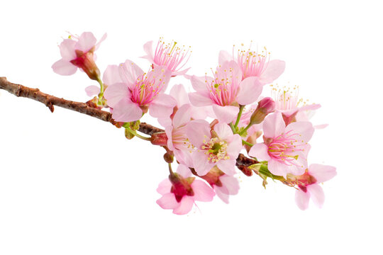 Bud of cherry blossom, sakura flower isolated white background