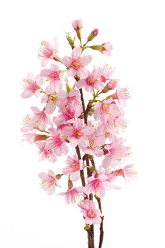 Branch of Pink cherry blossom sakura flowers isolated white background
