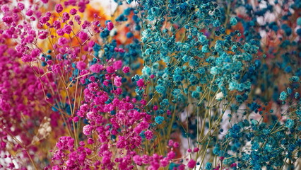 Blue and magenta baby`s breath, gypsophila dry flowers. Floral arrangement