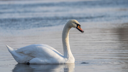 Mute Swan (Cygnus olor) at sunset in wintertime.