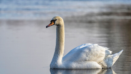 Mute Swan (Cygnus Olor) at sunset in wintertime.
