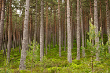 Fototapeta premium Scottish Pine Woodland in Summer