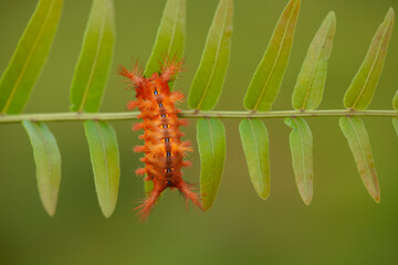 Orange Caterpillar on Leaves of Ferns