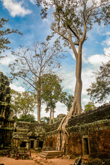 Fototapeta premium Amazing wallpaper of angkor wat with trees in cambodia. Angkor temple in siem reap