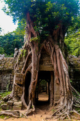 Naklejka premium Amazing wallpaper of angkor wat with trees in cambodia. Angkor temple in siem reap