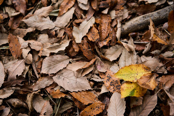 落ち葉のテクスチャ背景