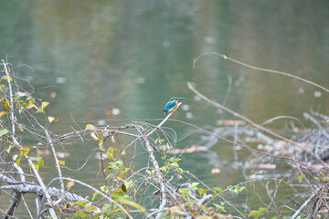 水辺のカワセミ